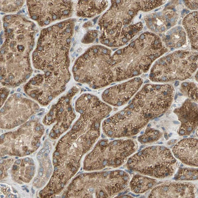 Endomucin Antibody in Immunohistochemistry (Paraffin) (IHC (P))