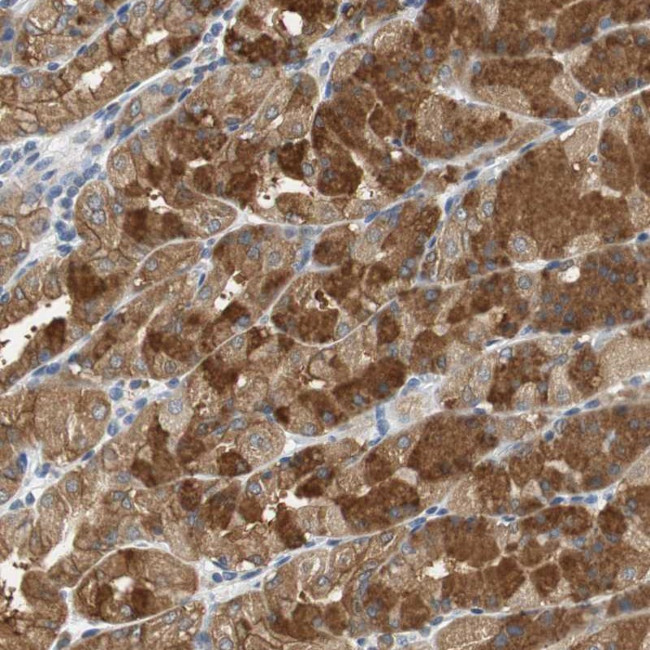 GLCCI1 Antibody in Immunohistochemistry (Paraffin) (IHC (P))
