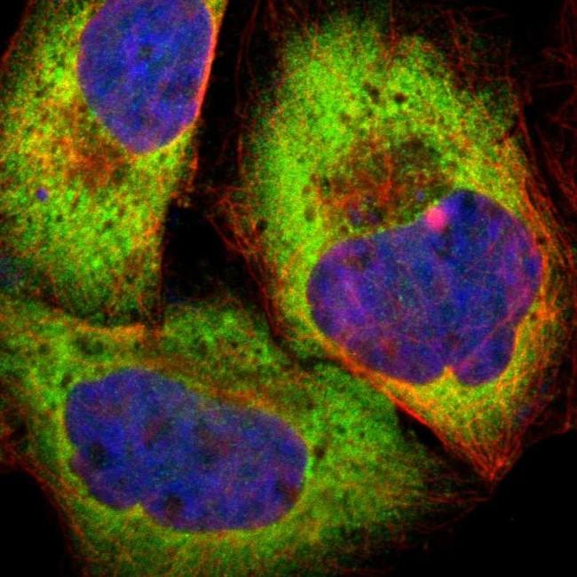 PPP2R5E Antibody in Immunocytochemistry (ICC/IF)
