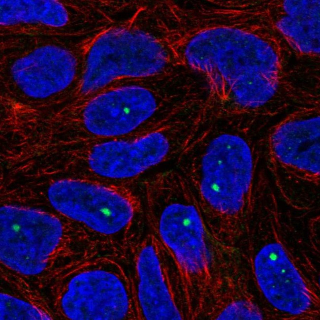 ZNF226 Antibody in Immunocytochemistry (ICC/IF)