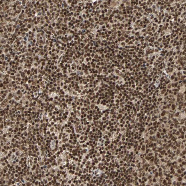 TAF5 Antibody in Immunohistochemistry (Paraffin) (IHC (P))