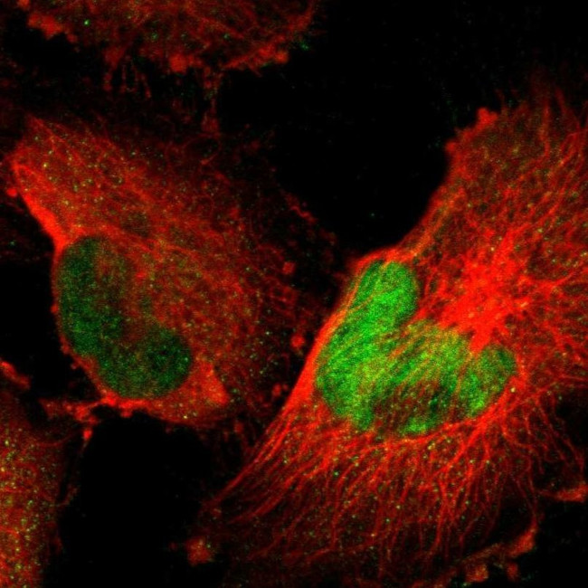 HCFC2 Antibody in Immunocytochemistry (ICC/IF)