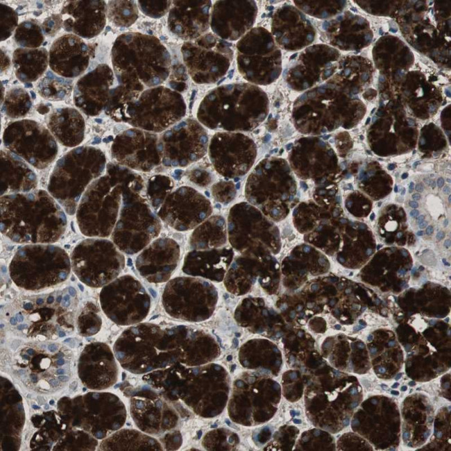MUC7 Antibody in Immunohistochemistry (Paraffin) (IHC (P))