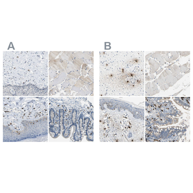 Carboxypeptidase A3 Antibody in Immunohistochemistry (IHC)