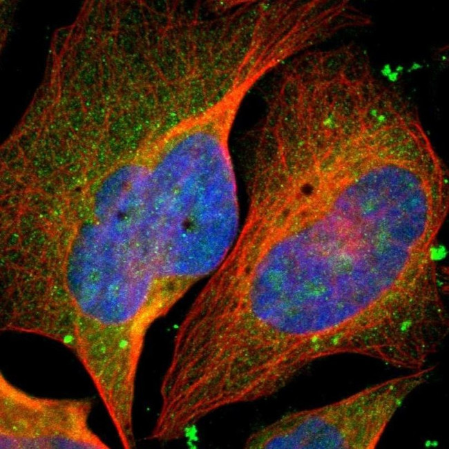 MIS18BP1 Antibody in Immunocytochemistry (ICC/IF)