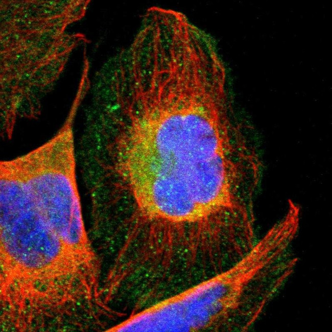 TCP-1 gamma Antibody in Immunocytochemistry (ICC/IF)