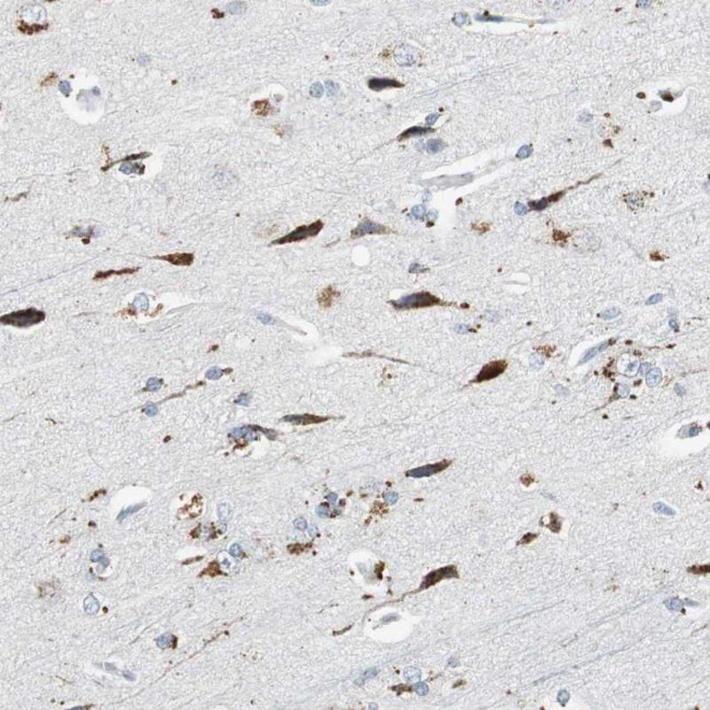 Neuroligin 1 Antibody in Immunohistochemistry (Paraffin) (IHC (P))
