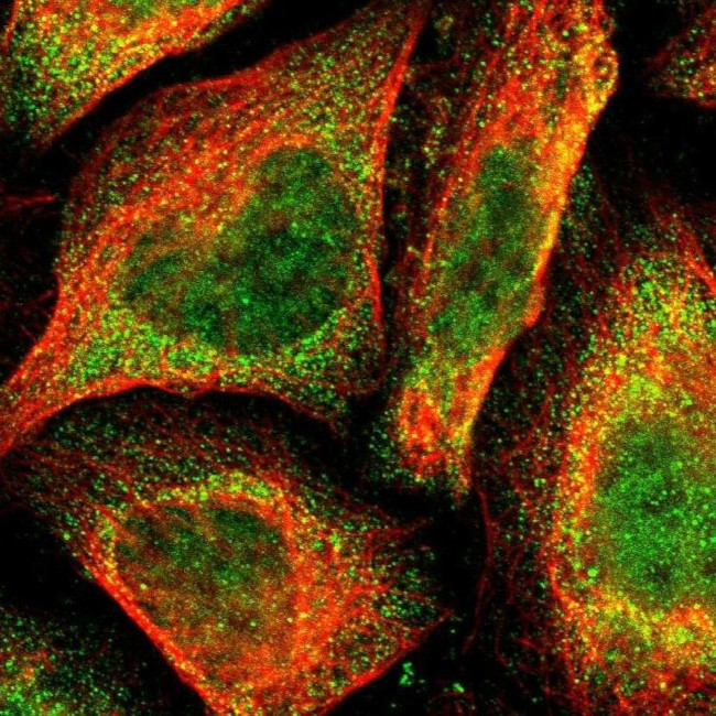 POLH Antibody in Immunocytochemistry (ICC/IF)