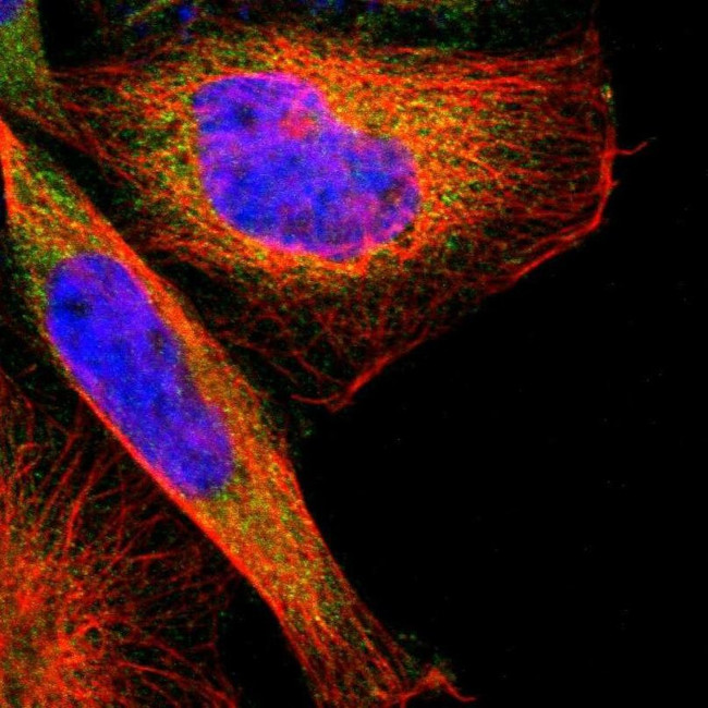 TSC22D4 Antibody in Immunocytochemistry (ICC/IF)