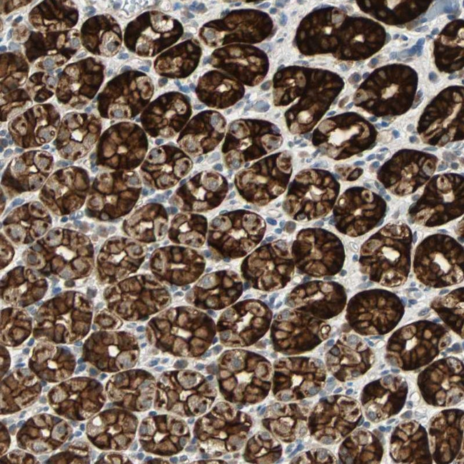 DC13 Antibody in Immunohistochemistry (Paraffin) (IHC (P))