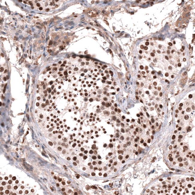 KANSL1 Antibody in Immunohistochemistry (Paraffin) (IHC (P))