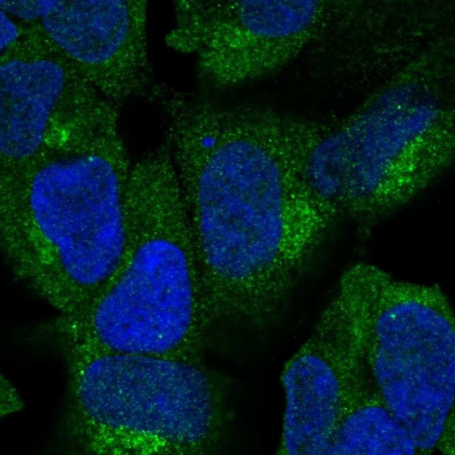 ZNF135 Antibody in Immunocytochemistry (ICC/IF)