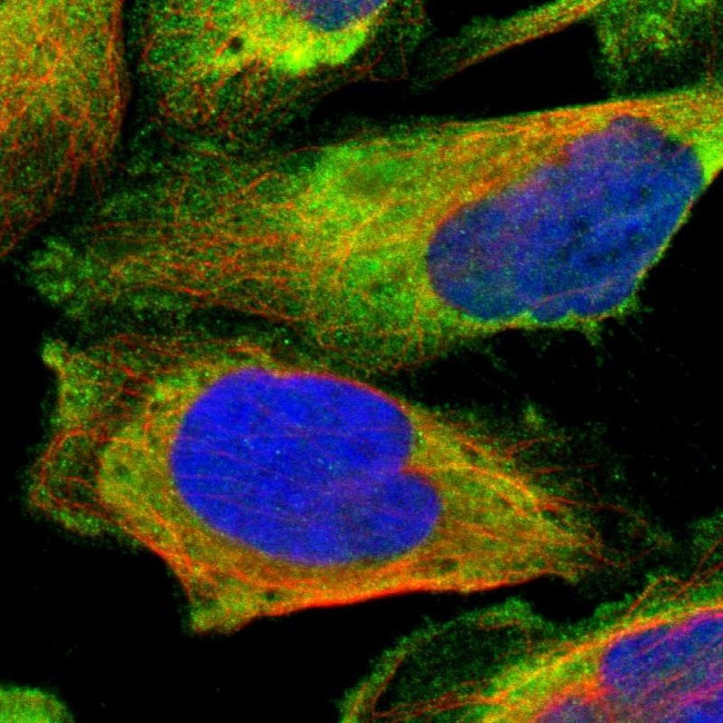 LRRFIP1 Antibody in Immunocytochemistry (ICC/IF)