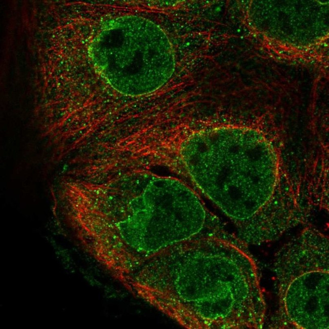 GPR114 Antibody in Immunocytochemistry (ICC/IF)
