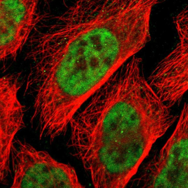 ZFC3H1 Antibody in Immunocytochemistry (ICC/IF)