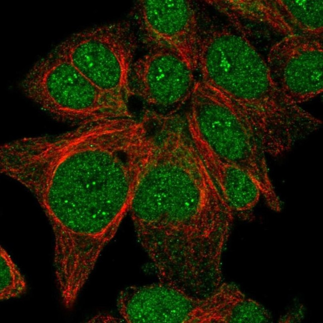 FAM198B Antibody in Immunocytochemistry (ICC/IF)