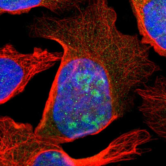 SCAND3 Antibody in Immunocytochemistry (ICC/IF)