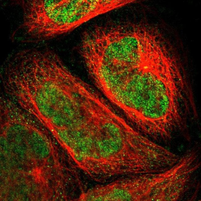 PGBD1 Antibody in Immunocytochemistry (ICC/IF)