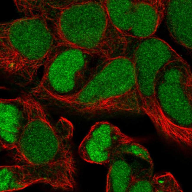 ZNF435 Antibody in Immunocytochemistry (ICC/IF)