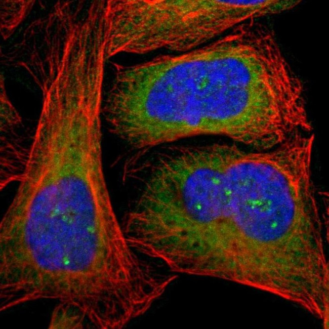 CTTNBP2NL Antibody in Immunocytochemistry (ICC/IF)
