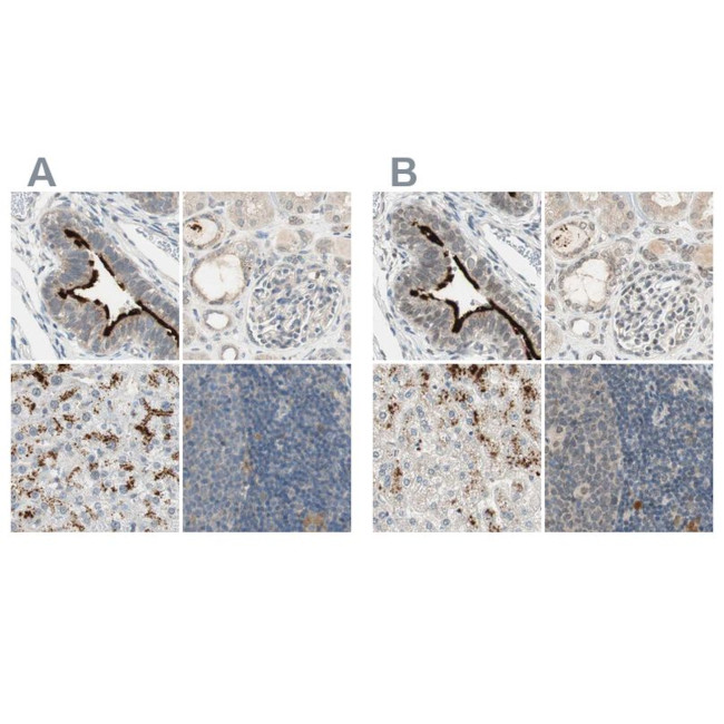 MS4A8B Antibody in Immunohistochemistry (IHC)