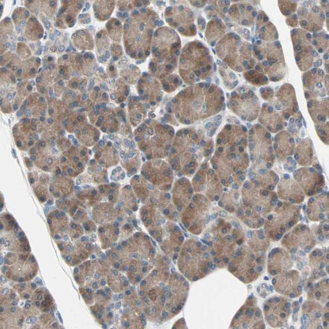 SMIM8 Antibody in Immunohistochemistry (Paraffin) (IHC (P))