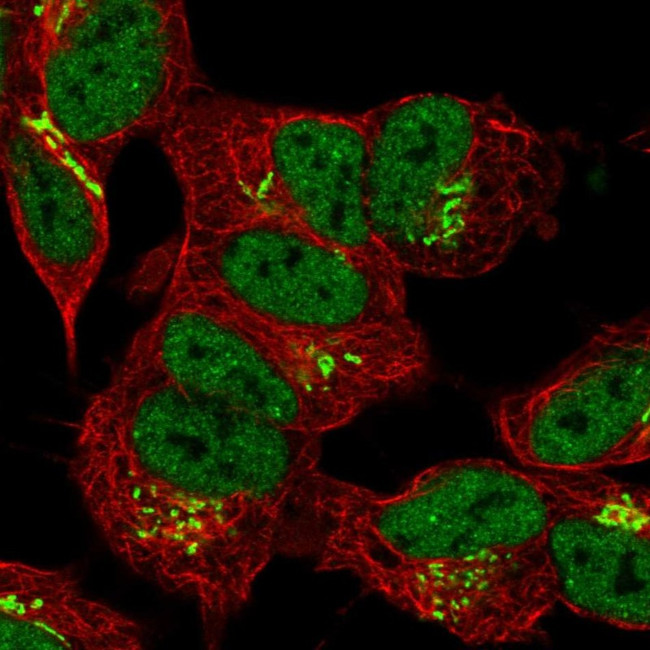 FAM20B Antibody in Immunocytochemistry (ICC/IF)