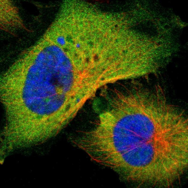 PNCK Antibody in Immunocytochemistry (ICC/IF)