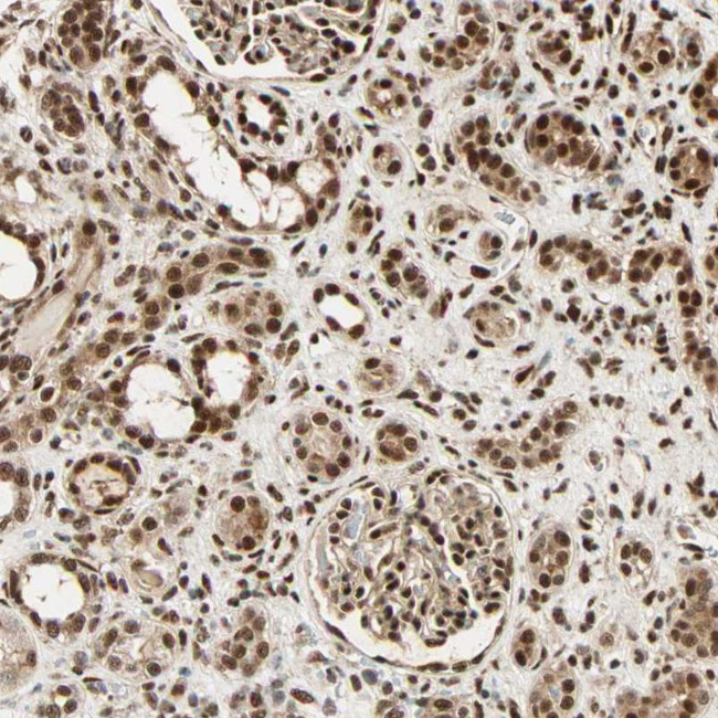 NTE Antibody in Immunohistochemistry (Paraffin) (IHC (P))