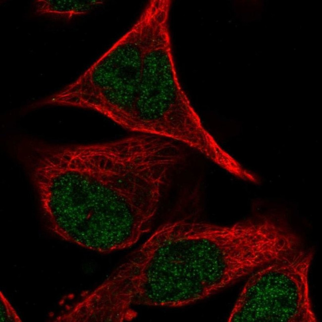 PCDHB2 Antibody in Immunocytochemistry (ICC/IF)