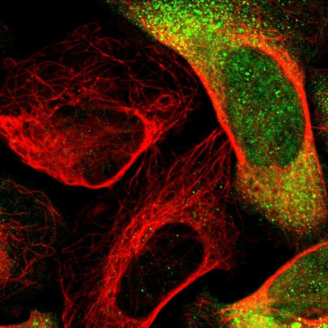 DRG2 Antibody in Immunocytochemistry (ICC/IF)