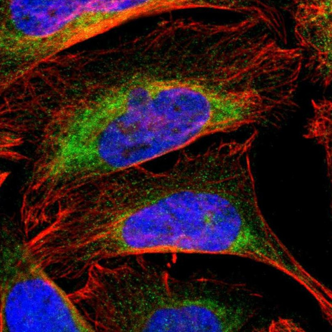 CYB5B Antibody in Immunocytochemistry (ICC/IF)