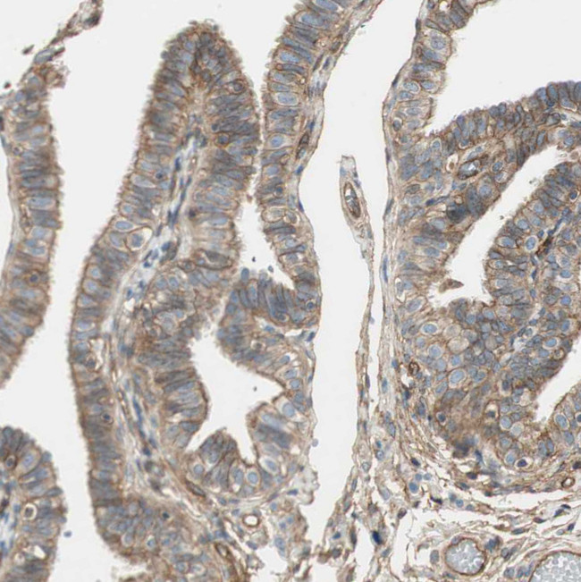 BTN3A3 Antibody in Immunohistochemistry (Paraffin) (IHC (P))