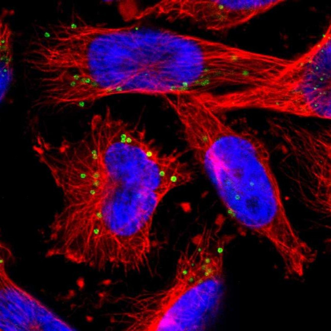 FGD6 Antibody in Immunocytochemistry (ICC/IF)