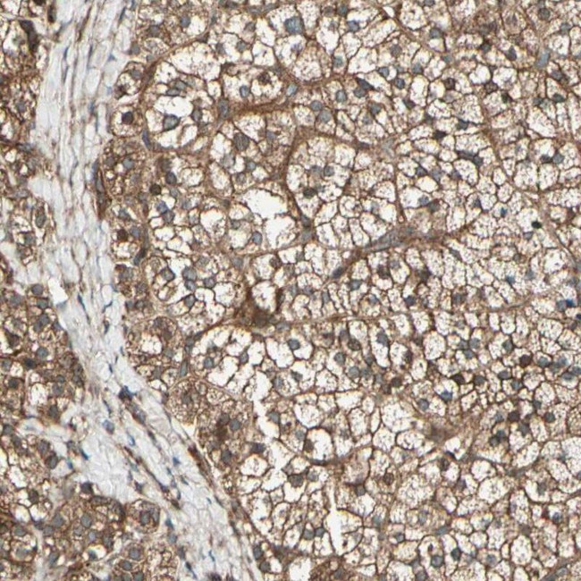 FKBP15 Antibody in Immunohistochemistry (IHC)