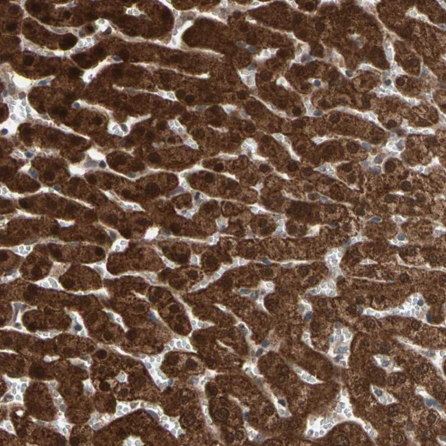 MTHFS Antibody in Immunohistochemistry (Paraffin) (IHC (P))