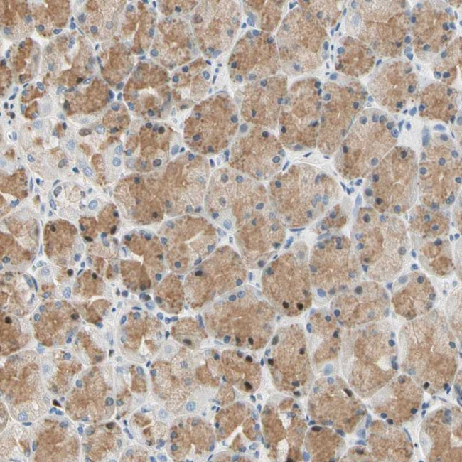 Laminin beta-3 Antibody in Immunohistochemistry (Paraffin) (IHC (P))