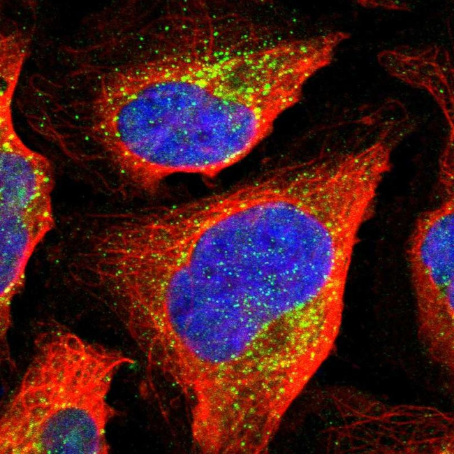 SEC23B Antibody in Immunocytochemistry (ICC/IF)