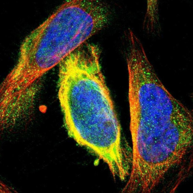 CKAP2 Antibody in Immunocytochemistry (ICC/IF)