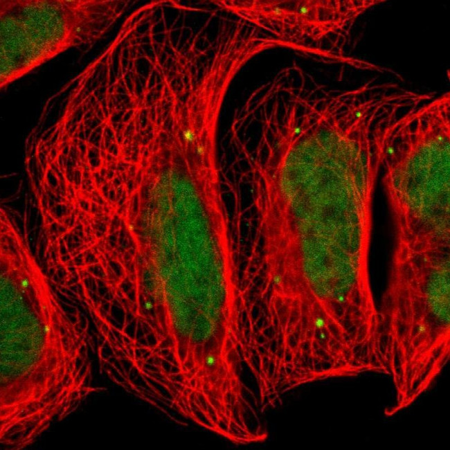 FAM98B Antibody in Immunocytochemistry (ICC/IF)