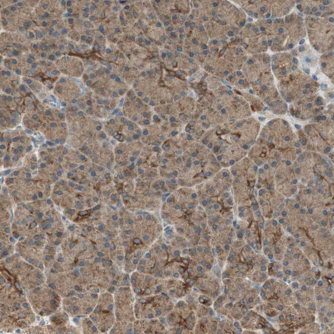 PFDN5 Antibody in Immunohistochemistry (Paraffin) (IHC (P))