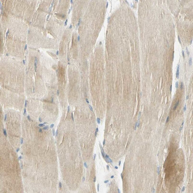 UXS1 Antibody in Immunohistochemistry (IHC)