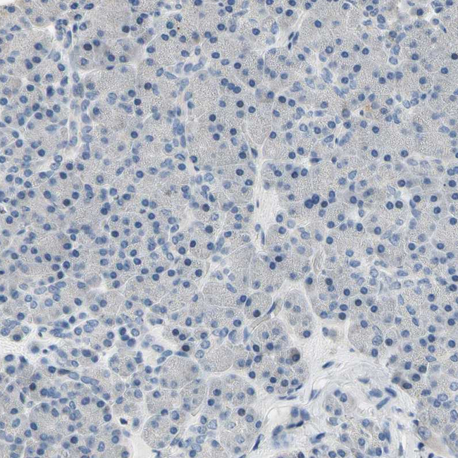 Neurofascin Antibody in Immunohistochemistry (Paraffin) (IHC (P))