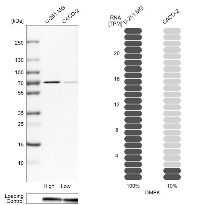 DMPK Antibody