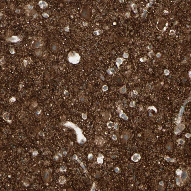 ICAM-5 Antibody in Immunohistochemistry (Paraffin) (IHC (P))