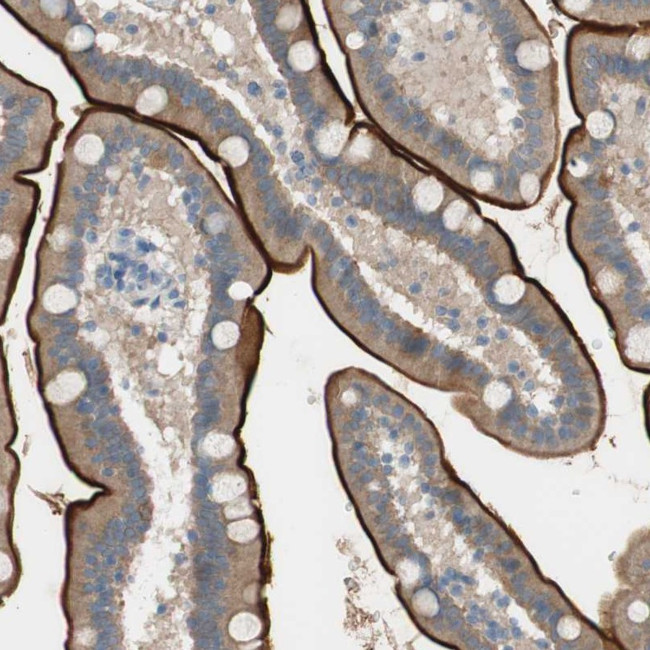 PRRG4 Antibody in Immunohistochemistry (Paraffin) (IHC (P))
