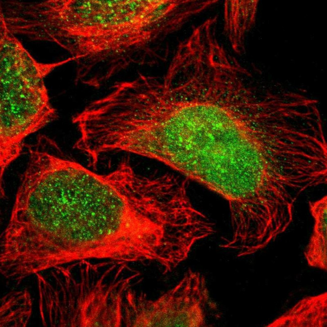 FAM49B Antibody in Immunocytochemistry (ICC/IF)