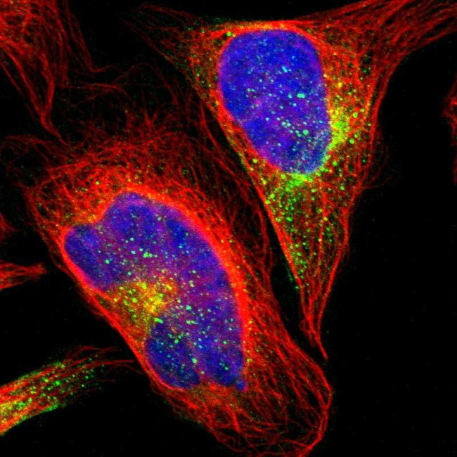 GRAMD3 Antibody in Immunocytochemistry (ICC/IF)