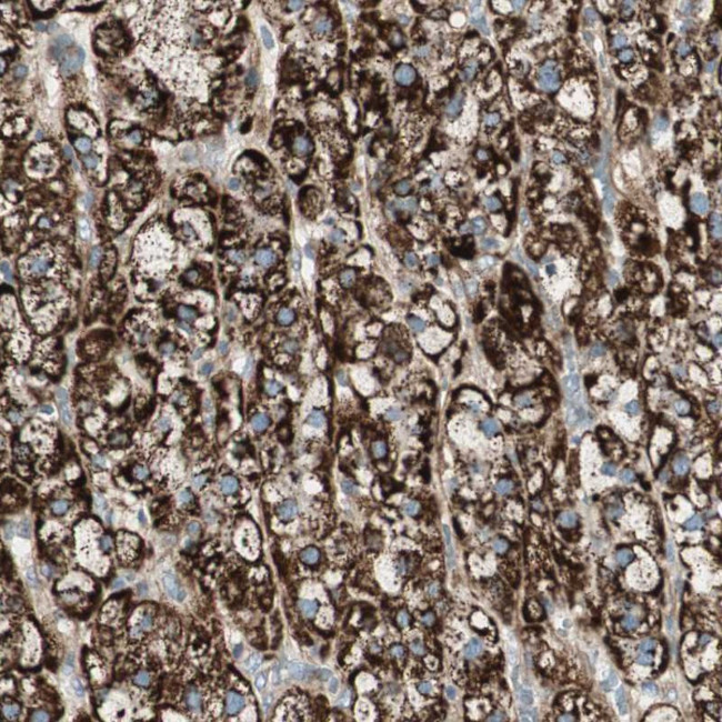 SNIP Antibody in Immunohistochemistry (Paraffin) (IHC (P))