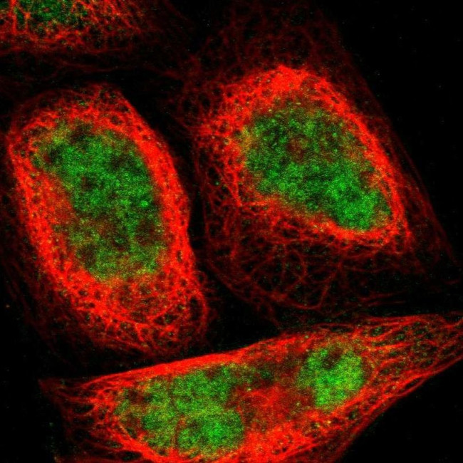 GMEB2 Antibody in Immunocytochemistry (ICC/IF)